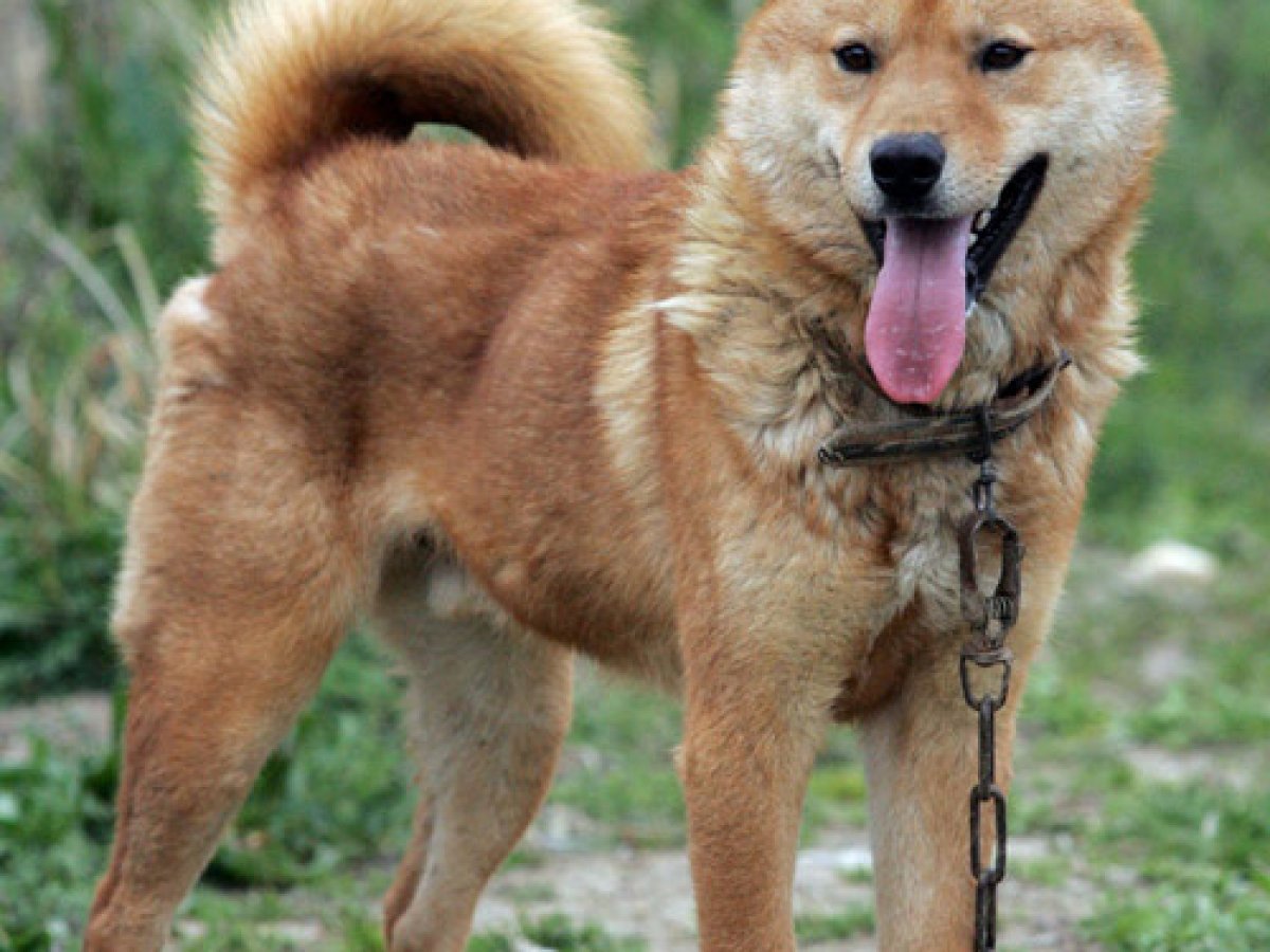 진돗개